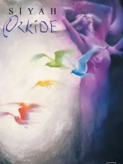 Siyah Orkide